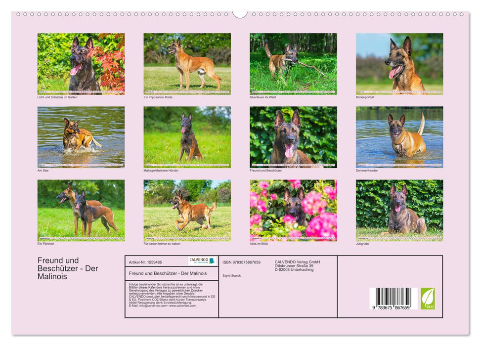 Freund und Beschützer - Der Malinois (CALVENDO Premium Wandkalender 2024)