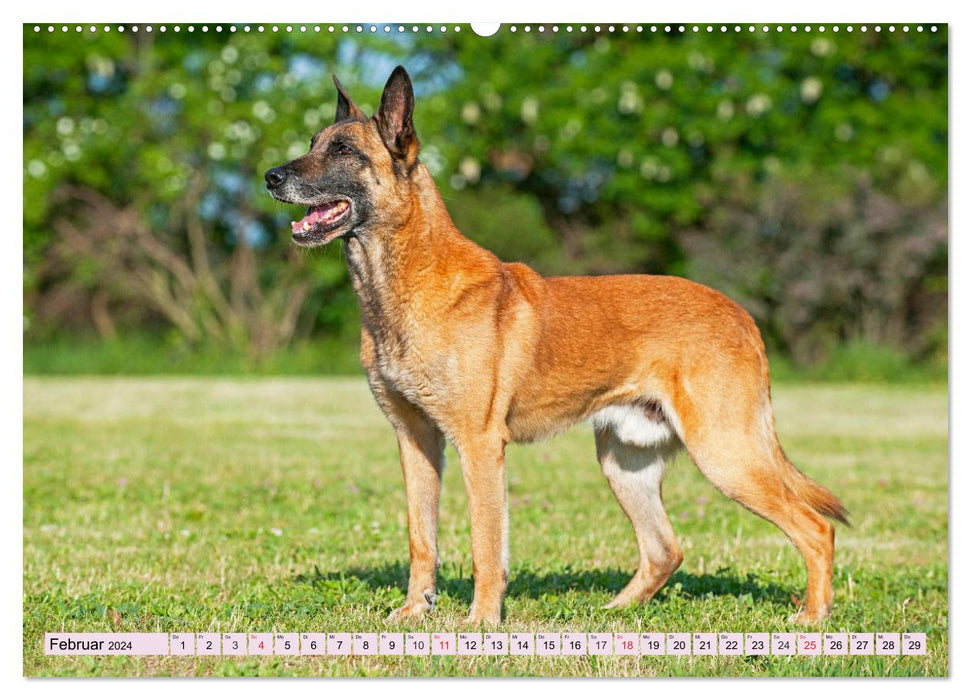 Freund und Beschützer - Der Malinois (CALVENDO Premium Wandkalender 2024)