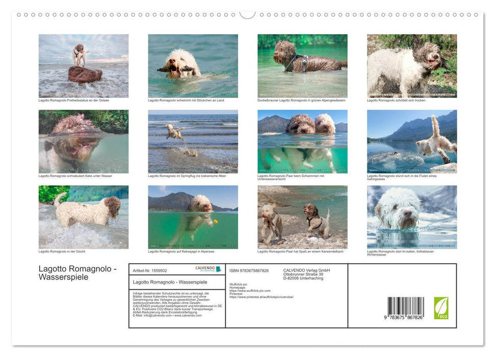Lagotto Romagnolo - Wasserspiele (CALVENDO Premium Wandkalender 2024)