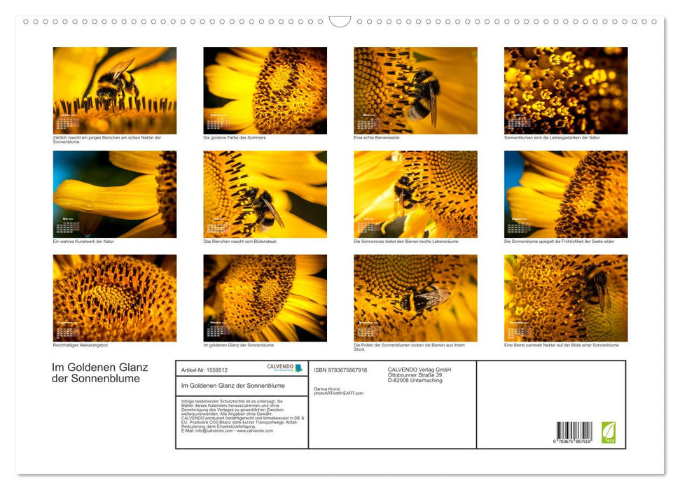 Im Goldenen Glanz der Sonnenblume (CALVENDO Wandkalender 2024)