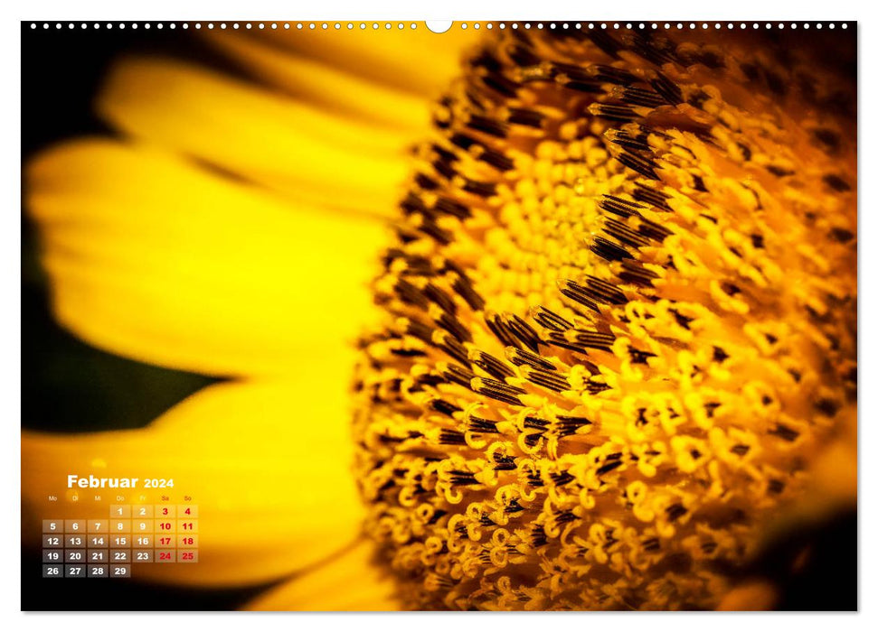 Im Goldenen Glanz der Sonnenblume (CALVENDO Wandkalender 2024)