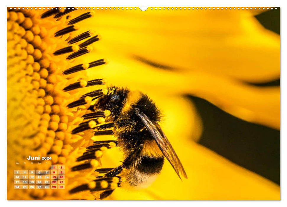 Im Goldenen Glanz der Sonnenblume (CALVENDO Wandkalender 2024)