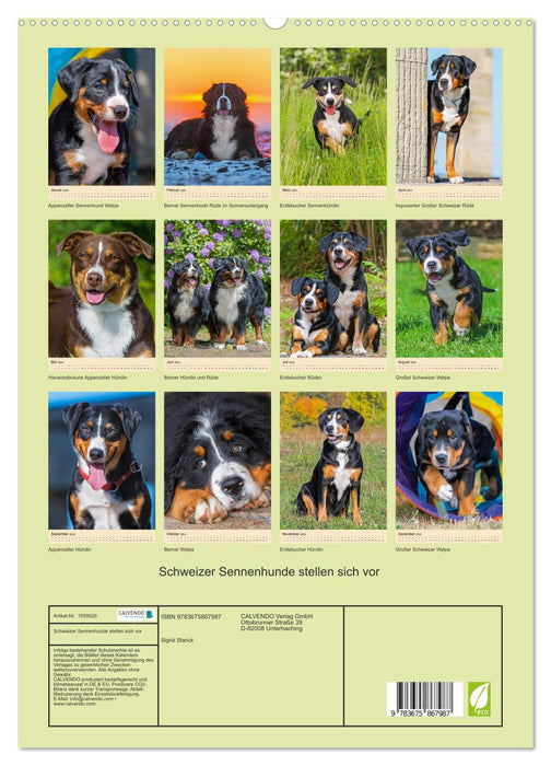 Schweizer Sennenhunde stellen sich vor (CALVENDO Premium Wandkalender 2024)