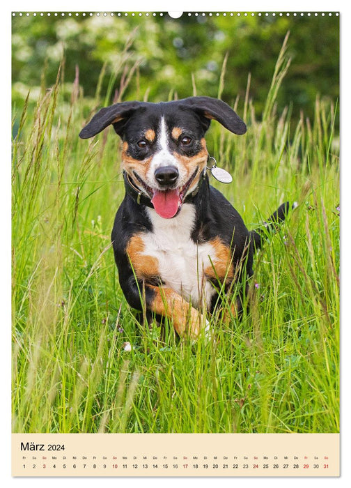 Schweizer Sennenhunde stellen sich vor (CALVENDO Premium Wandkalender 2024)