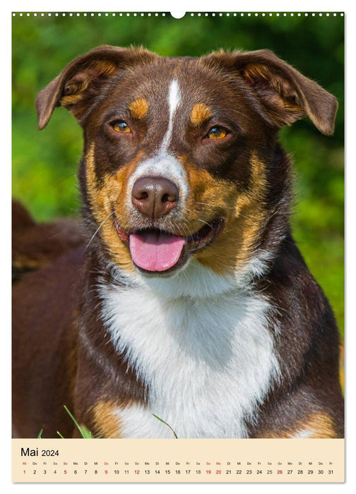 Schweizer Sennenhunde stellen sich vor (CALVENDO Premium Wandkalender 2024)