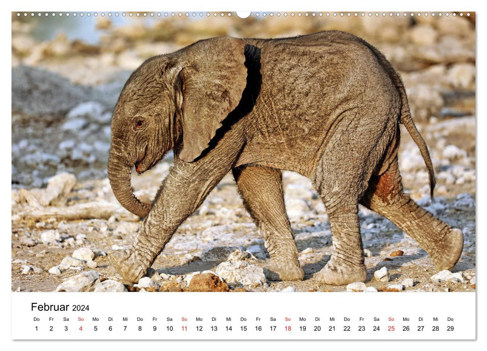 Namibias Elefanten (CALVENDO Premium Wandkalender 2024)