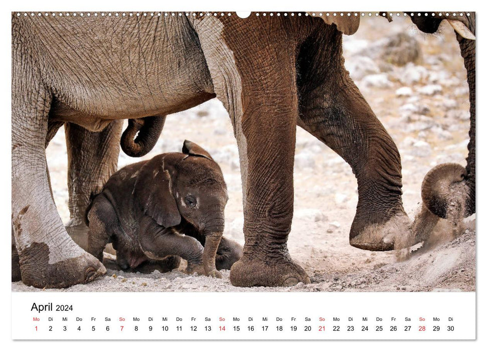 Namibias Elefanten (CALVENDO Premium Wandkalender 2024)