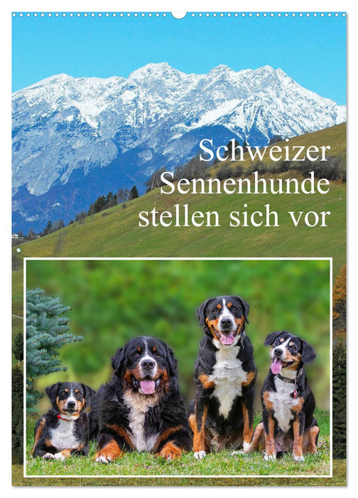 Schweizer Sennenhunde stellen sich vor (CALVENDO Wandkalender 2024)