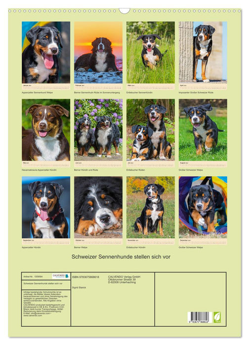 Schweizer Sennenhunde stellen sich vor (CALVENDO Wandkalender 2024)