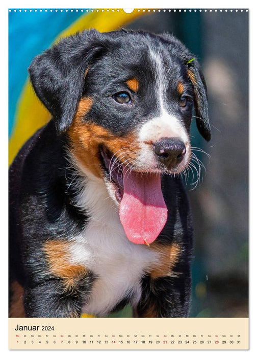 Schweizer Sennenhunde stellen sich vor (CALVENDO Wandkalender 2024)