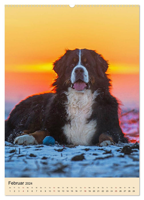 Schweizer Sennenhunde stellen sich vor (CALVENDO Wandkalender 2024)