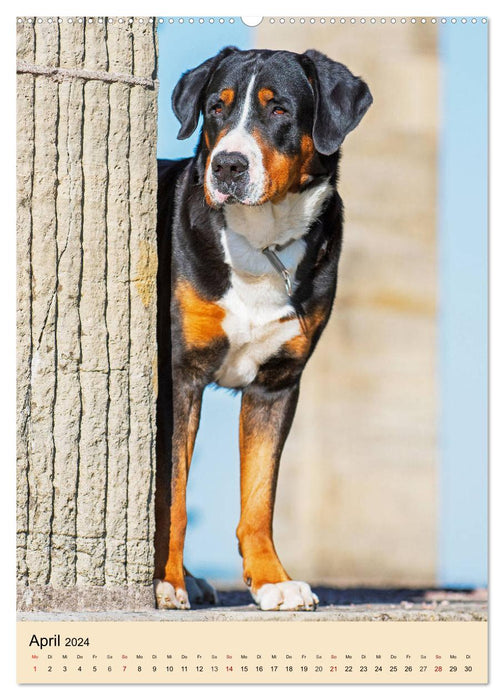 Schweizer Sennenhunde stellen sich vor (CALVENDO Wandkalender 2024)