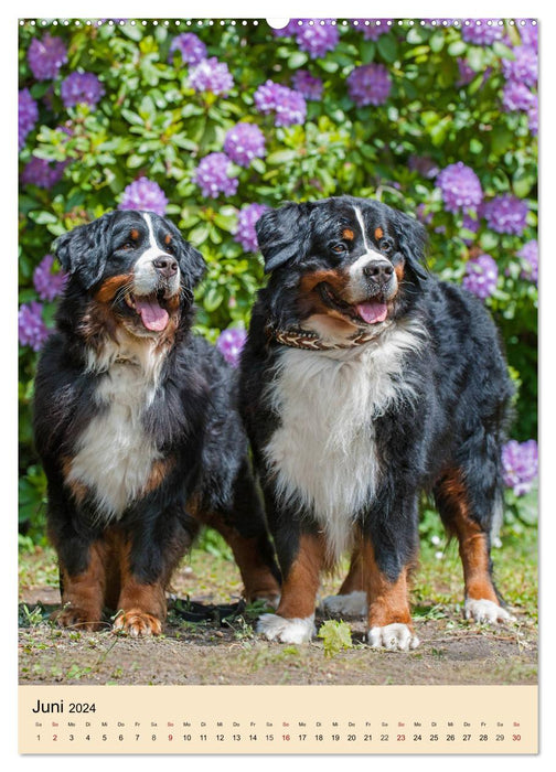 Schweizer Sennenhunde stellen sich vor (CALVENDO Wandkalender 2024)