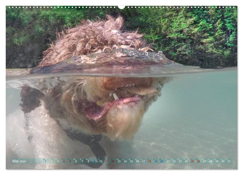 Lagotto Romagnolo - Wasserspiele (CALVENDO Wandkalender 2024)