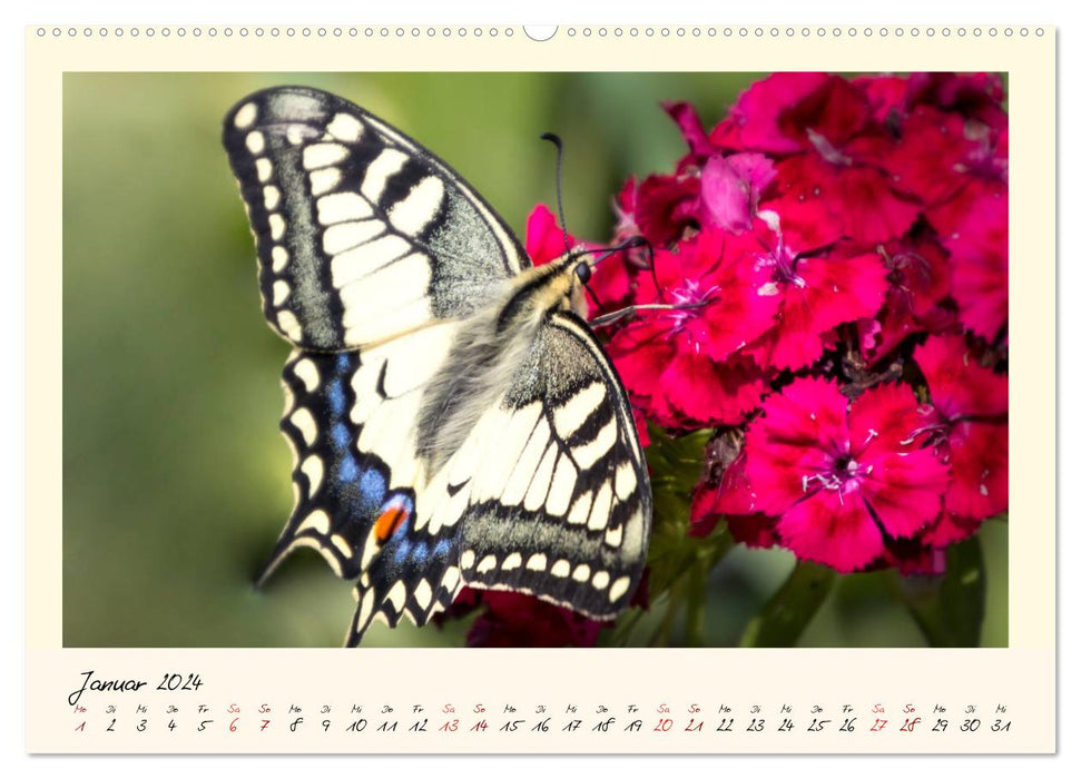 Wunderwelt der Schmetterlinge 2024 Prächtige Sommervögel (CALVENDO Premium Wandkalender 2024)