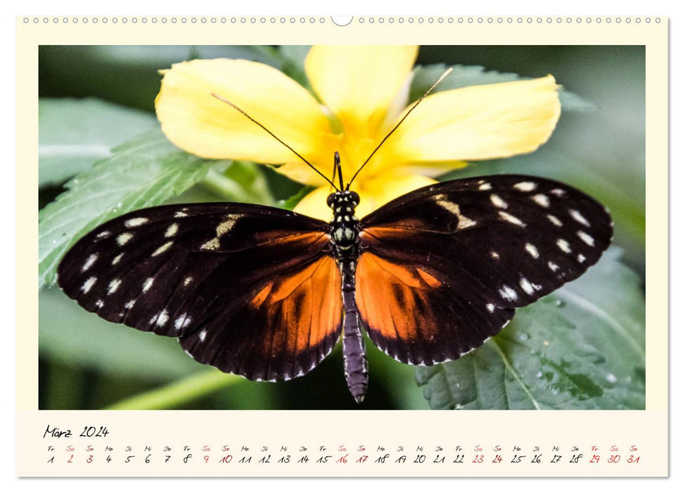 Wunderwelt der Schmetterlinge 2024 Prächtige Sommervögel (CALVENDO Premium Wandkalender 2024)