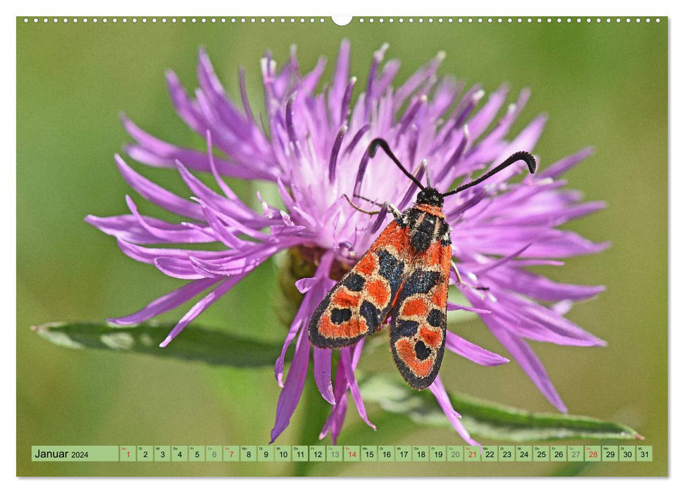 Schmetterlinge auf der Schwäbischen Alb (CALVENDO Premium Wandkalender 2024)