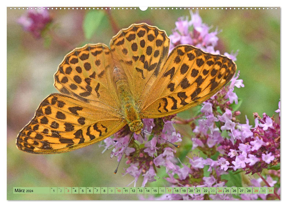 Schmetterlinge auf der Schwäbischen Alb (CALVENDO Premium Wandkalender 2024)