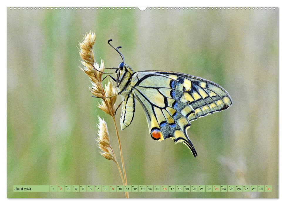 Schmetterlinge auf der Schwäbischen Alb (CALVENDO Premium Wandkalender 2024)