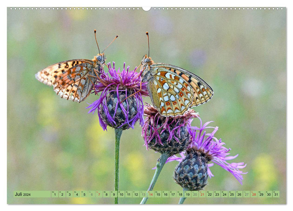 Schmetterlinge auf der Schwäbischen Alb (CALVENDO Premium Wandkalender 2024)