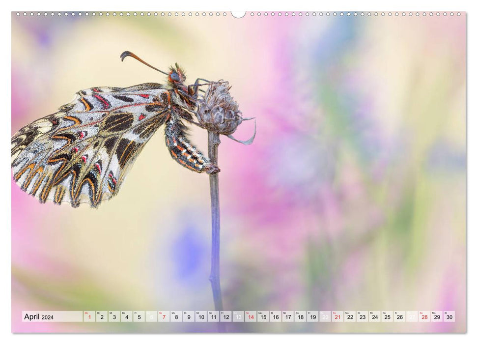 Magie der Schmetterlinge (CALVENDO Wandkalender 2024)