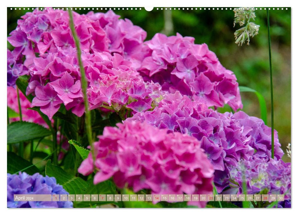 Blüten im Sommer (CALVENDO Premium Wandkalender 2024)
