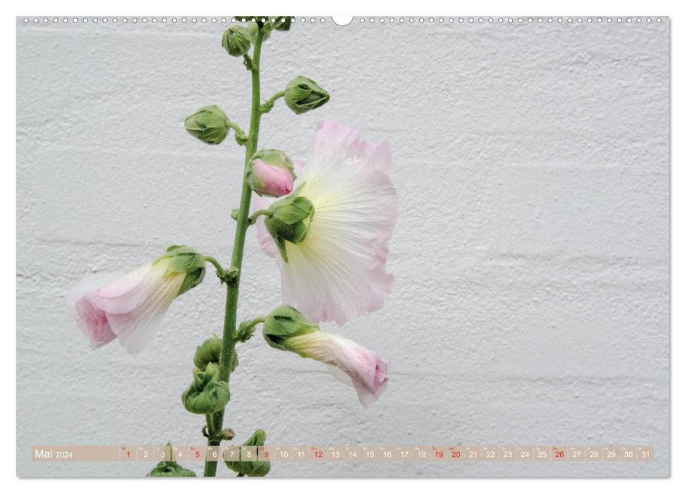 Blüten im Sommer (CALVENDO Premium Wandkalender 2024)