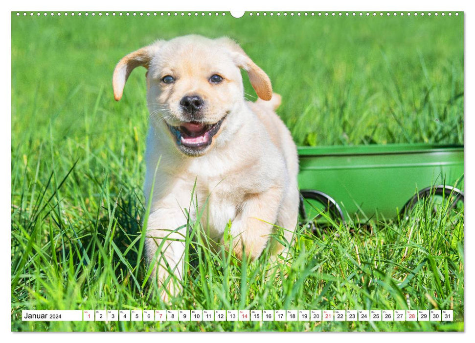 Labrador Retriever Welpen - Kleine Weltentdecker (CALVENDO Premium Wandkalender 2024)