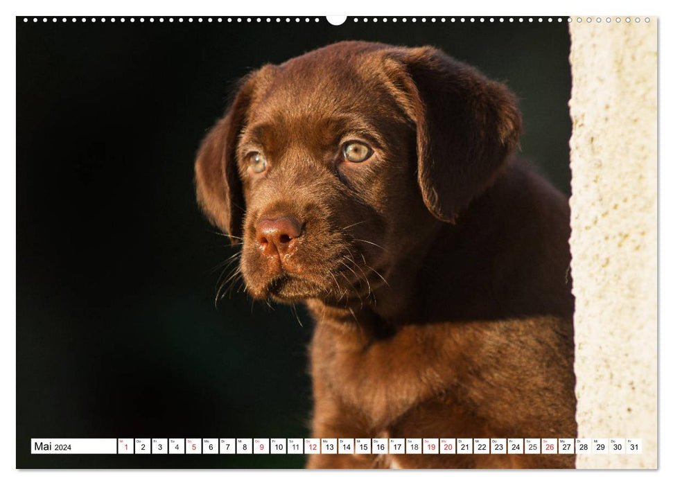 Labrador Retriever Welpen - Kleine Weltentdecker (CALVENDO Premium Wandkalender 2024)