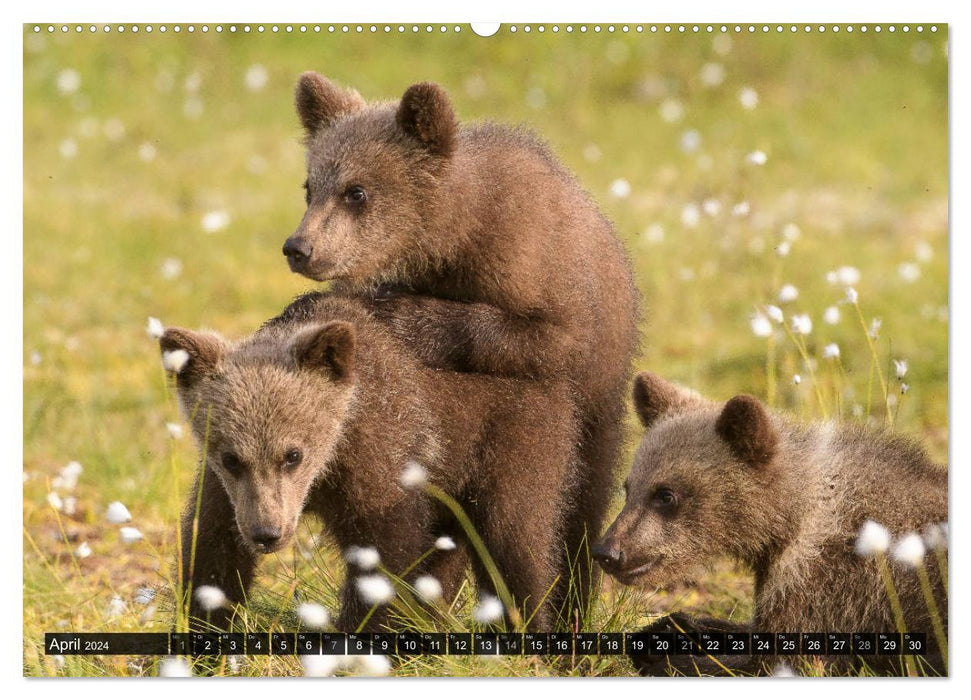 Braunbären in Europa (CALVENDO Premium Wandkalender 2024)