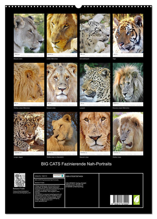 BIG CATS Fascinating close-up portraits (CALVENDO Premium Wall Calendar 2024) 