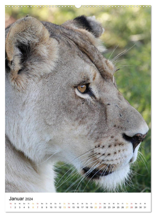 BIG CATS Fascinating close-up portraits (CALVENDO Premium Wall Calendar 2024) 