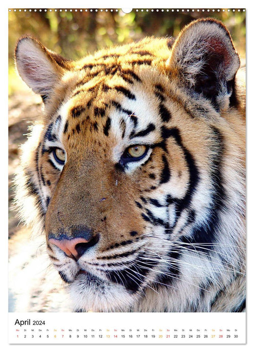 BIG CATS Fascinating close-up portraits (CALVENDO Premium Wall Calendar 2024) 