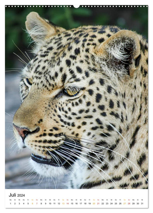 BIG CATS Fazinierende Nah-Portraits (CALVENDO Premium Wandkalender 2024)