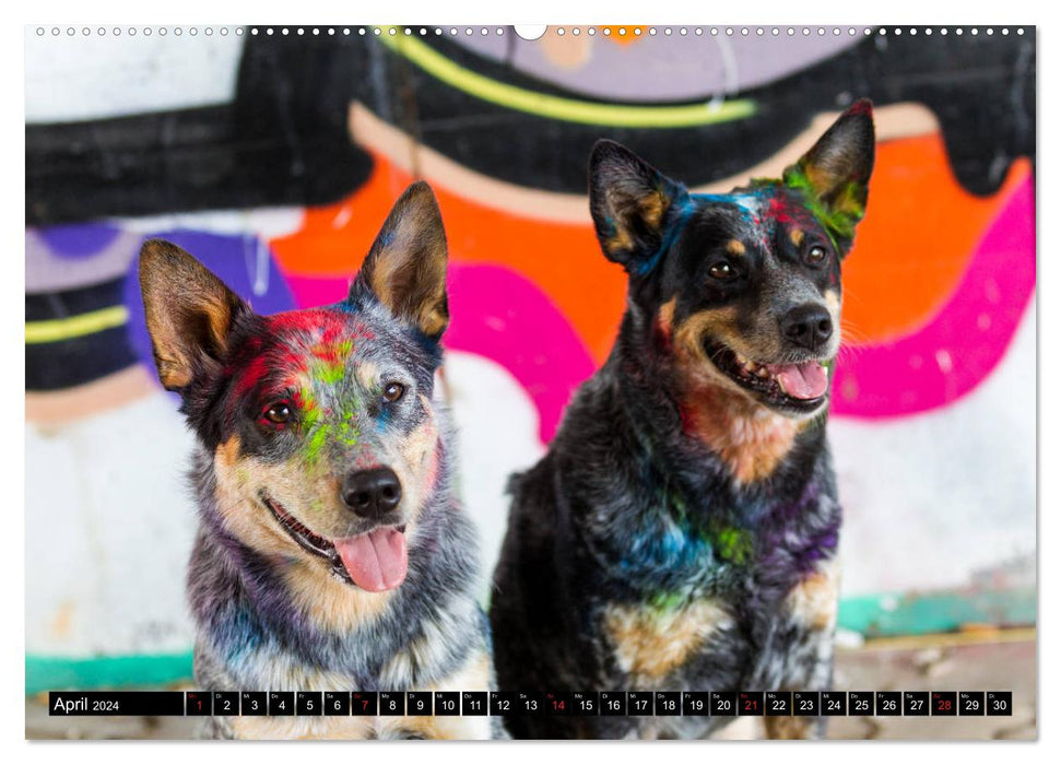 Cool colorful dogs (CALVENDO Premium Wall Calendar 2024) 