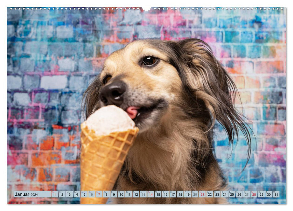 Cool Dogs - Dog fun in the studio (CALVENDO Premium Wall Calendar 2024) 