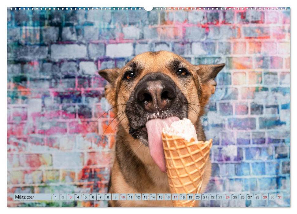 Cool Dogs - Dog fun in the studio (CALVENDO Premium Wall Calendar 2024) 