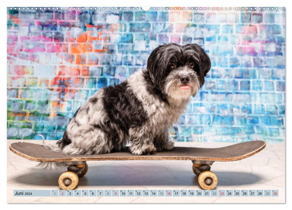 Cool Dogs - Hunde-Spaß im Studio (CALVENDO Premium Wandkalender 2024)