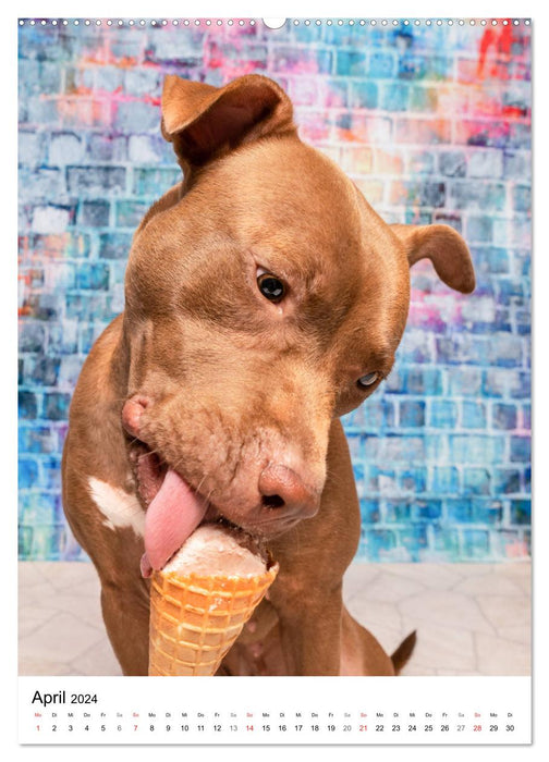 Cool Dogs - Dog Ice Cream Time (CALVENDO Premium Wall Calendar 2024) 