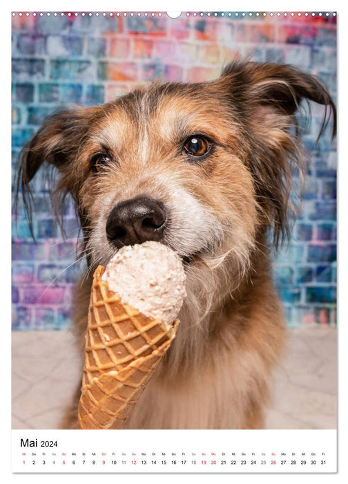 Cool Dogs - Hunde-Eis-Zeit (CALVENDO Premium Wandkalender 2024)