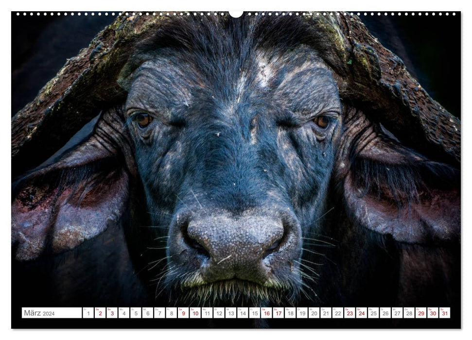 Animal character heads (CALVENDO wall calendar 2024) 
