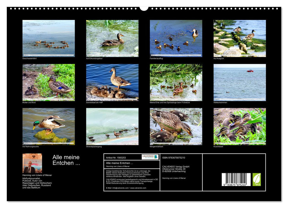 Alle meine Entchen ... Entenparadies Kurisches Haff (CALVENDO Premium Wandkalender 2024)
