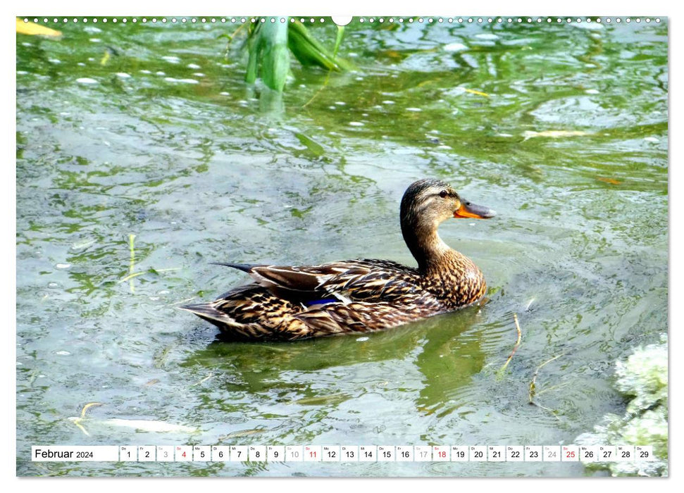 All my ducklings... Duck Paradise Curonian Lagoon (CALVENDO Premium Wall Calendar 2024) 