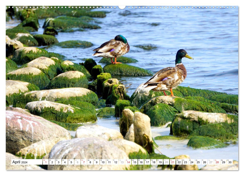 Alle meine Entchen ... Entenparadies Kurisches Haff (CALVENDO Premium Wandkalender 2024)