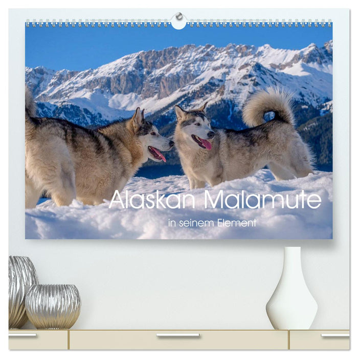 Alaskan Malamute in his element (CALVENDO Premium Wall Calendar 2024) 