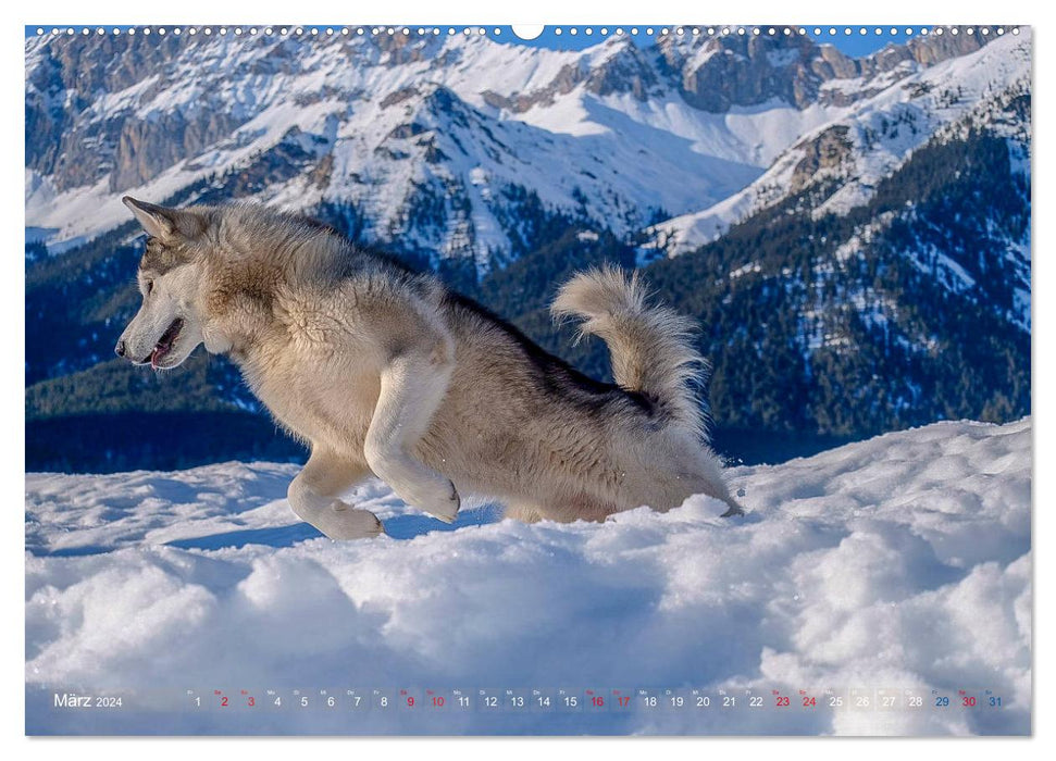 Alaskan Malamute in seinem Element (CALVENDO Premium Wandkalender 2024)
