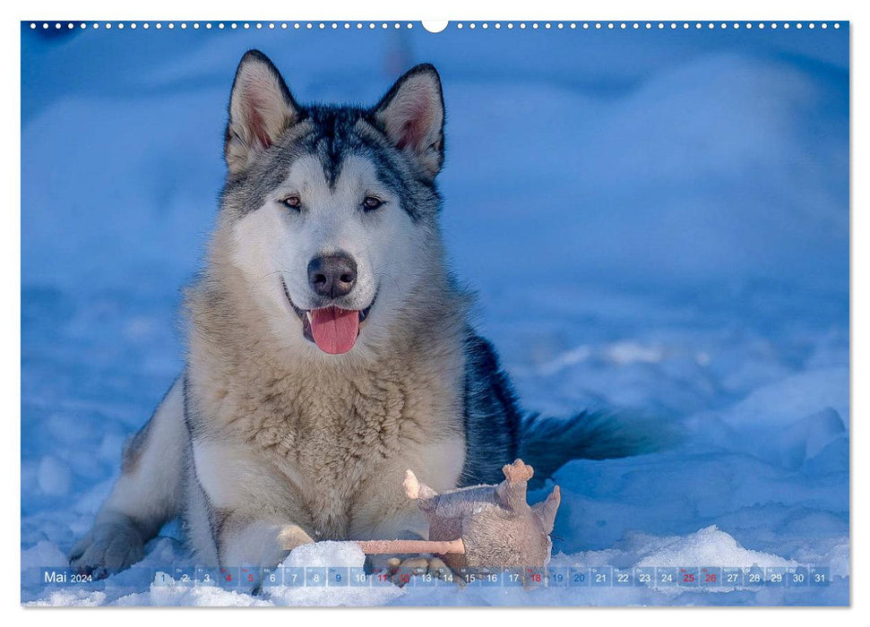 Alaskan Malamute in seinem Element (CALVENDO Premium Wandkalender 2024)