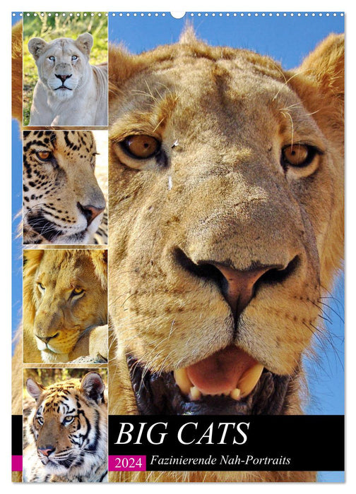 BIG CATS Fascinating close-up portraits (CALVENDO wall calendar 2024) 