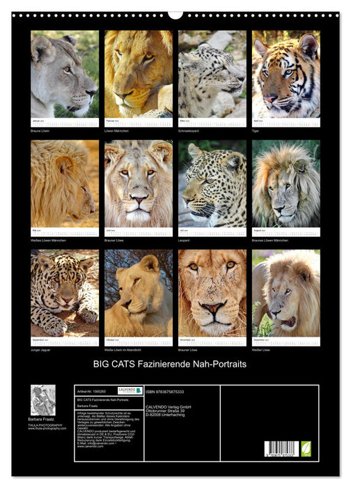 BIG CATS Fazinierende Nah-Portraits (CALVENDO Wandkalender 2024)