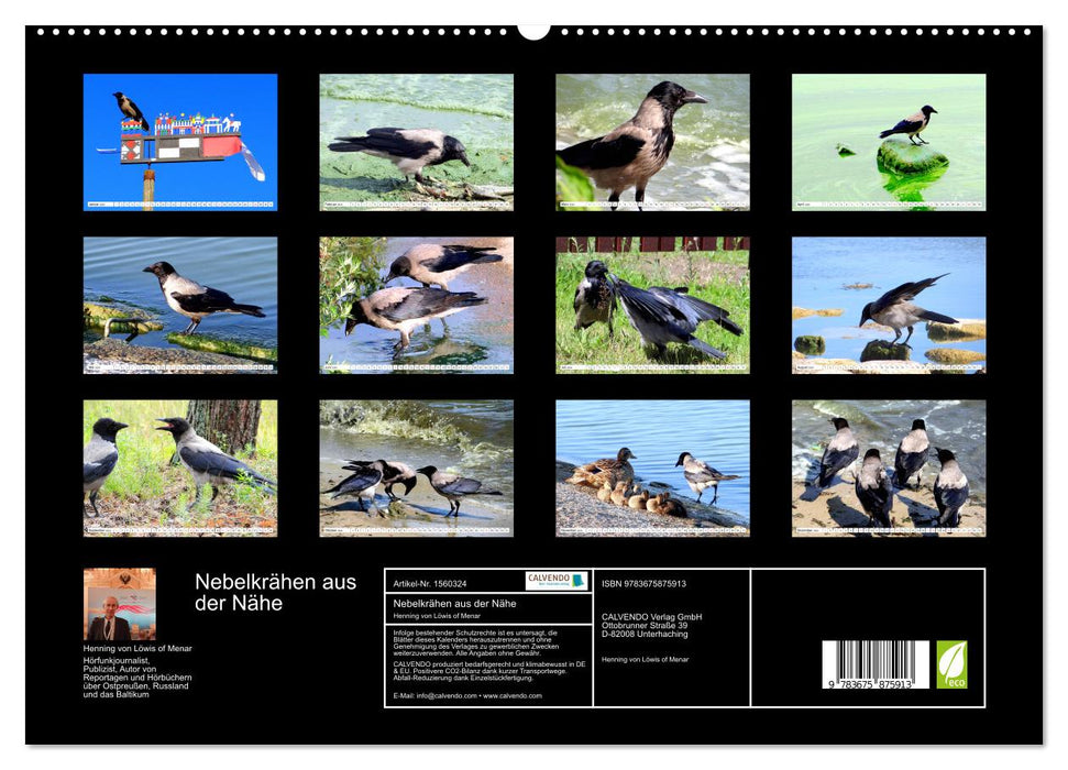 Hooded Crows up close - Fascinating birds on the Curonian Lagoon (CALVENDO Premium Wall Calendar 2024) 